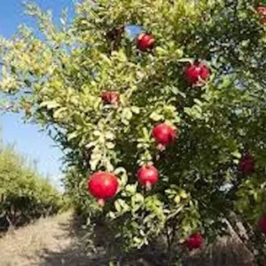 Sweet Pomegranate Tree Starter Plant - Punica granatum 'Sweet' - Live Fruit Tree - Image 8