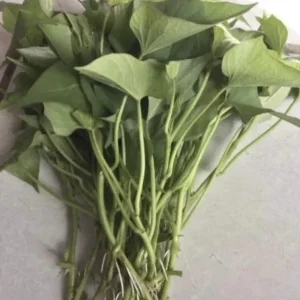 Sweet Potato Slips Variety Pack - 15 Cuttings: Red Japanese, Okinawa, Beauregard - Image 2