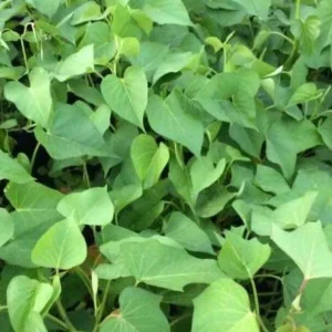 Sweet Potato Slips Variety Pack - 15 Cuttings: Red Japanese, Okinawa, Beauregard - Image 3