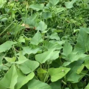 Sweet Potato Slips Variety Pack - 15 Cuttings - Red Japanese, Okinawa, Beauregard - Image 4