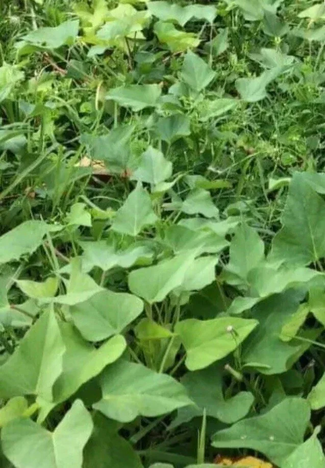 Sweet Potato Slips Variety Pack - 15 Cuttings - Red Japanese, Okinawa, Beauregard - Image 4