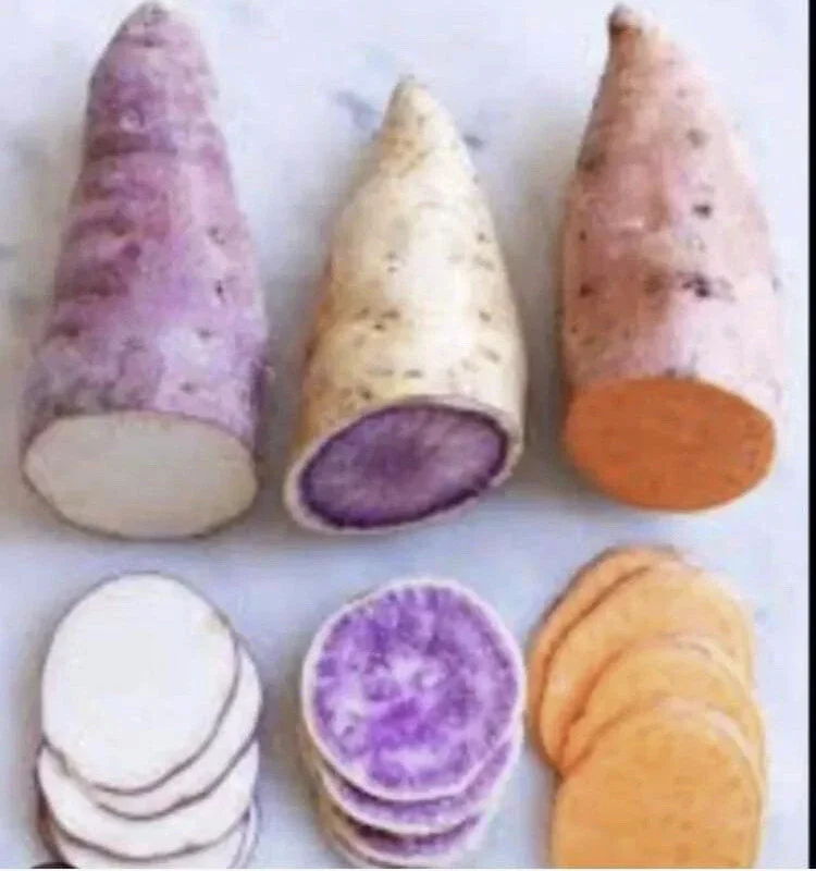 Sweet Potato Slips Variety Pack - 15 Cuttings - Red Japanese, Okinawa, Beauregard - Image 1