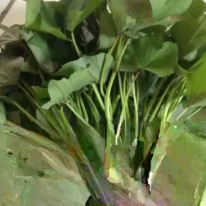 Sweet Potato Slips Variety Pack - 15 Live Slips (Beauregard, Japanese White, Purple) - Image 2