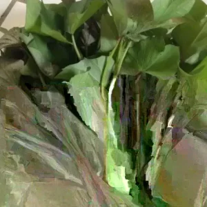 Sweet Potato Slips Variety Pack - 15 Live Slips - Korea Purple, Okinawa, White - Full Sun - Image 2