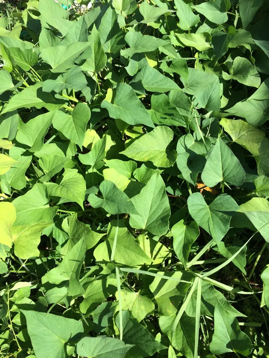 Sweet Potato Slips Variety Pack - 15 Live Slips (Korea Purple, Okinawa, White) - Image 6