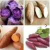 Sweet Potato Slips Variety Pack – 20 Live Cuttings – Beauregard, White, Purple, Red Japan - Image 1