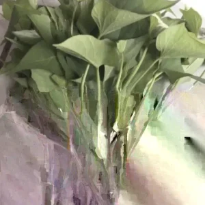 Sweet Potato Slips Variety Pack – 20 Live Cuttings – Beauregard, White, Purple, Red Japan - Image 4