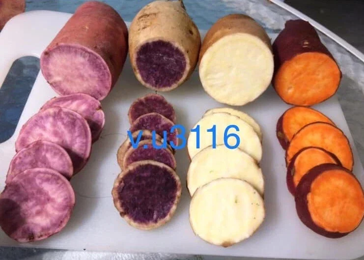Sweet Potato Slips Variety Pack - 20 Live Cuttings (Purple, Okinawa, White, Orange) - Edible Garden Plants - Image 1