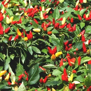 Sweet Pretty N Sweet Pepper Seeds - 500 Seeds, Annual Vegetable, Full Sun - Image 3