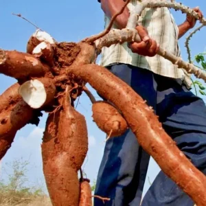Sweet Red Cassava Cuttings - 5 Organic Yuca Manioc Plants - Edible Root - Image 2