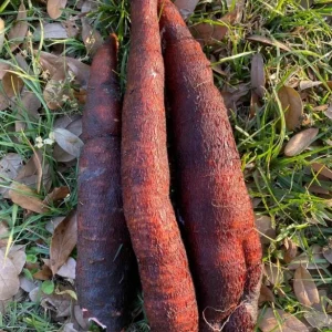 Sweet Red Cassava Cuttings - 5 Organic Yuca Manioc Plants - Edible Root - Image 3