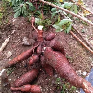 Sweet Red Cassava Cuttings - 5 Organic Yuca Manioc Plants - Edible Root - Image 4