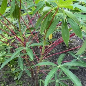 Sweet Red Cassava Cuttings - 5 Organic Yuca Manioc Plants - Edible Root - Image 5
