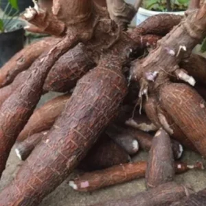 Sweet Red Cassava Cuttings - 5 Organic Yuca Manioc Plants - Edible Root - Image 1