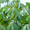 Sweet Red Cassava Cuttings - 5 Organic Yuca Manioc Plants - Edible Root - Image 6