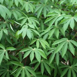 Sweet Red Cassava Cuttings - 5 Organic Yuca Manioc Plants - Edible Root - Image 7