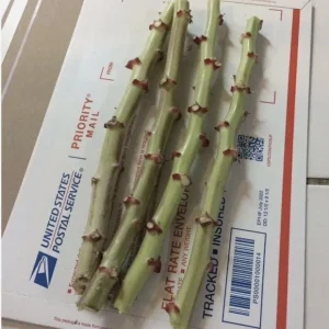 Sweet Red Cassava Cuttings - 5 Organic Yuca Manioc Plants - Edible Root - Image 9