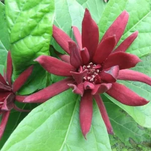 Sweet Shrub (Calycanthus floridus) Live Plant – Quart Pot, 6-18" Tall, Fragrant Native Shrub - Image 2