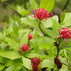 Sweet Shrub (Calycanthus floridus) Live Plant – Quart Pot, 6-18