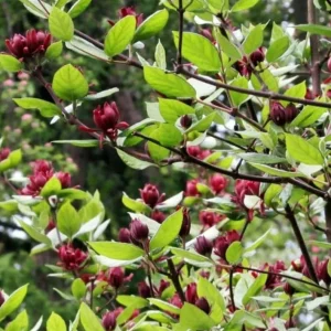 Sweet Shrub (Calycanthus floridus) Live Plant – Quart Pot, 6-18