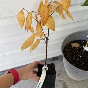 Sweet Shrub (Calycanthus floridus) Live Plant – Quart Pot, 6-18