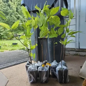 Sweet Shrub (Calycanthus floridus) Live Plant – Quart Pot, 6-18