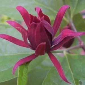 Sweet Shrub (Calycanthus floridus) Live Plant – Quart Pot, 6-18" Tall, Fragrant Native Shrub - Image 1