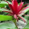 Sweet Shrub Live Plant - Carolina Allspice Bare Root - Fragrant Flowers - Image 1