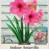 Sweet Star Amaryllis Bulb - Giant Dutch Pink - 32/34 cm Bulb, One Bulb, Indoor/Outdoor - Image 1