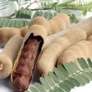 Sweet Tamarind Tree Live Plant – Me Ngọt Thai Variety 4-12” Tall – Edible Fruit - Image 4