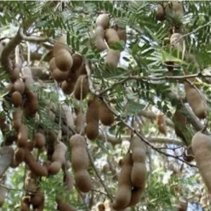 Sweet Tamarind Tree Live Plant – Me Ngọt Thai Variety 4-12” Tall – Edible Fruit - Image 5