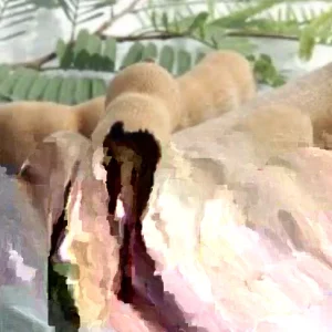 Sweet Tamarind Tree Live Plant – Thai Me Ngọt Variety, 4-12 Inch Tall, Outdoor - Image 2