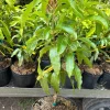 Sweet Tart Mango Tree – Live Plant – 3 Gallon Pot – Grafted Fruit Tree - Image 1