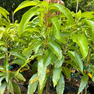 Sweet Tart Mango Tree – Live Plant – 3 Gallon Pot – Grafted Fruit Tree - Image 3