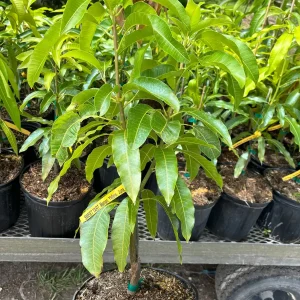 Sweet Tart Mango Tree – Live Plant – 3 Gallon Pot – Grafted Fruit Tree - Image 4