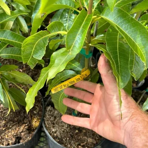 Sweet Tart Mango Tree – Live Plant – 3 Gallon Pot – Grafted Fruit Tree - Image 6