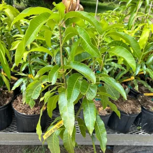 Sweet Tart Mango Tree – Live Plant – 3 Gallon Pot – Grafted Fruit Tree - Image 8