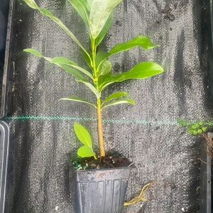 Sweetbay Magnolia Live Plant - 10-14