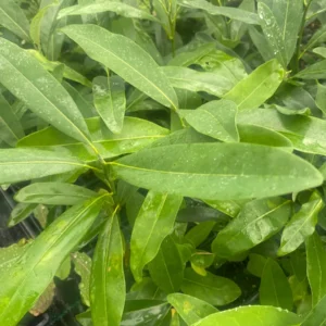 Sweetbay Magnolia Live Plant - Magnolia virginiana - 10-14" Height in 4" Pot - Outdoor Tree - Image 2