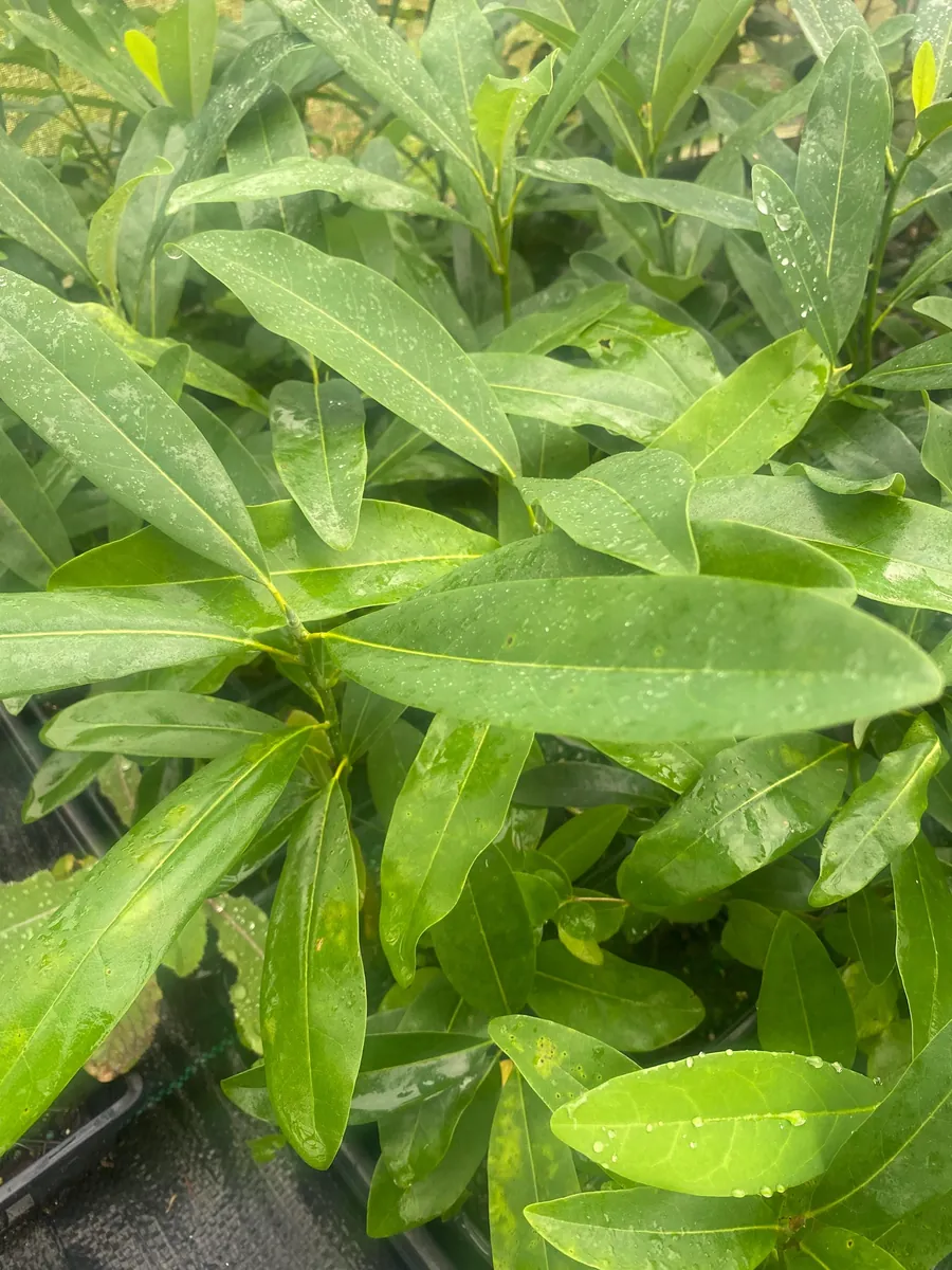 Sweetbay Magnolia Live Plant - Magnolia virginiana - 10-14" Height in 4" Pot - Outdoor Tree - Image 2