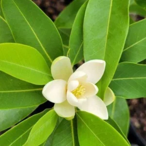 Sweetbay Magnolia Live Plant - Magnolia virginiana - 10-14