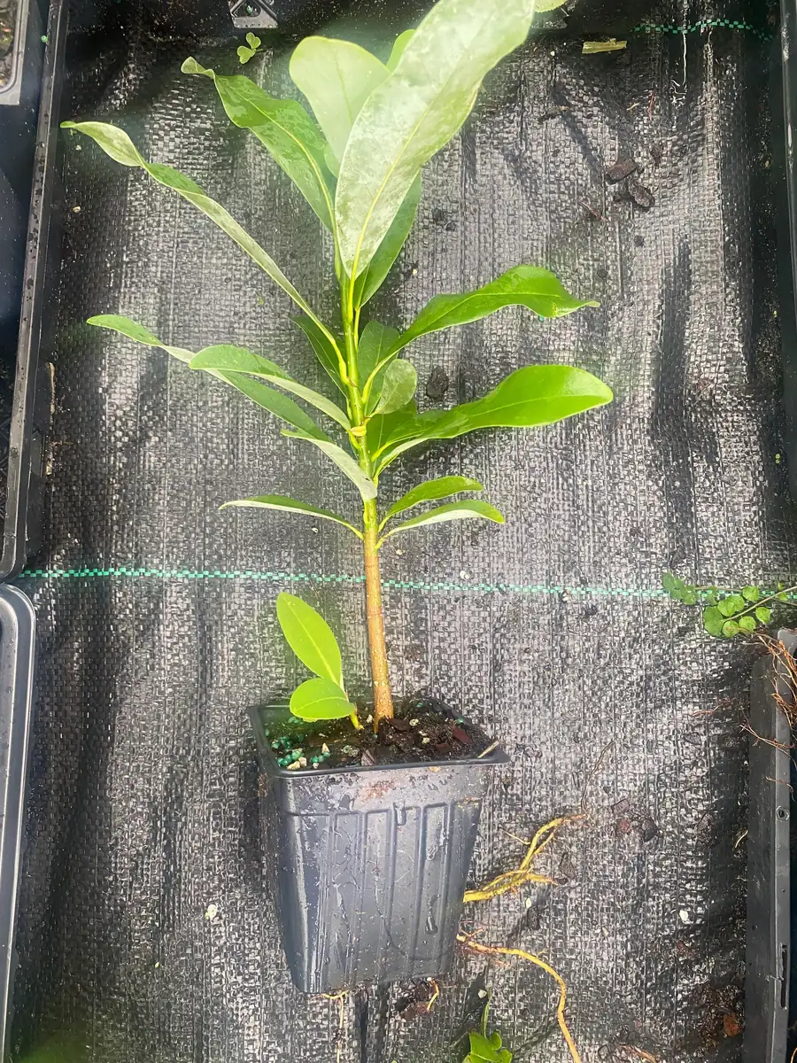 Sweetbay Magnolia Live Plant - Magnolia virginiana - 10-14" Height in 4" Pot - Outdoor Tree - Image 4