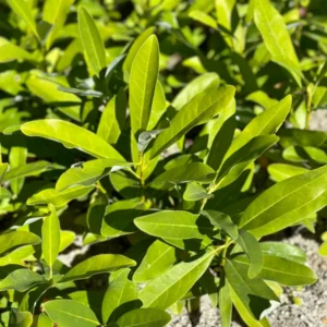 Sweetbay Magnolia Live Plant - Magnolia virginiana - 10-14