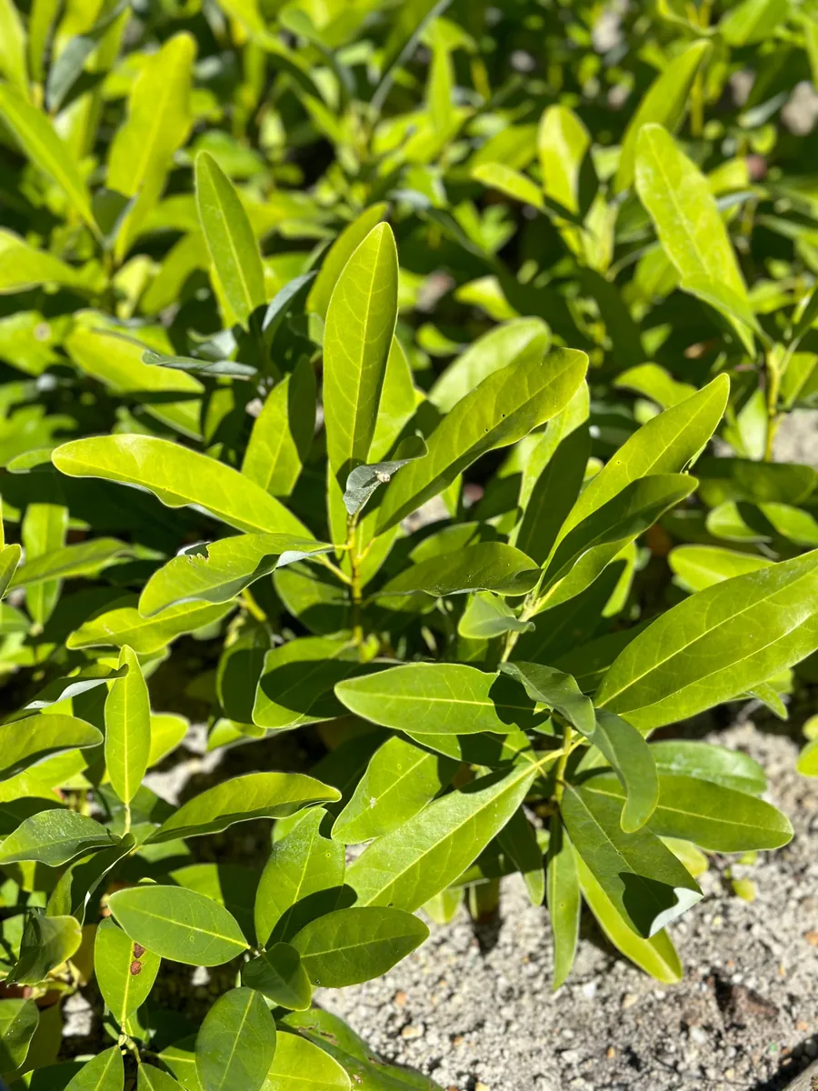 Sweetbay Magnolia Live Plant - Magnolia virginiana - 10-14" Height in 4" Pot - Outdoor Tree - Image 6