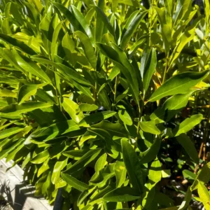 Sweetbay Magnolia Live Plant - Magnolia virginiana - 10-14