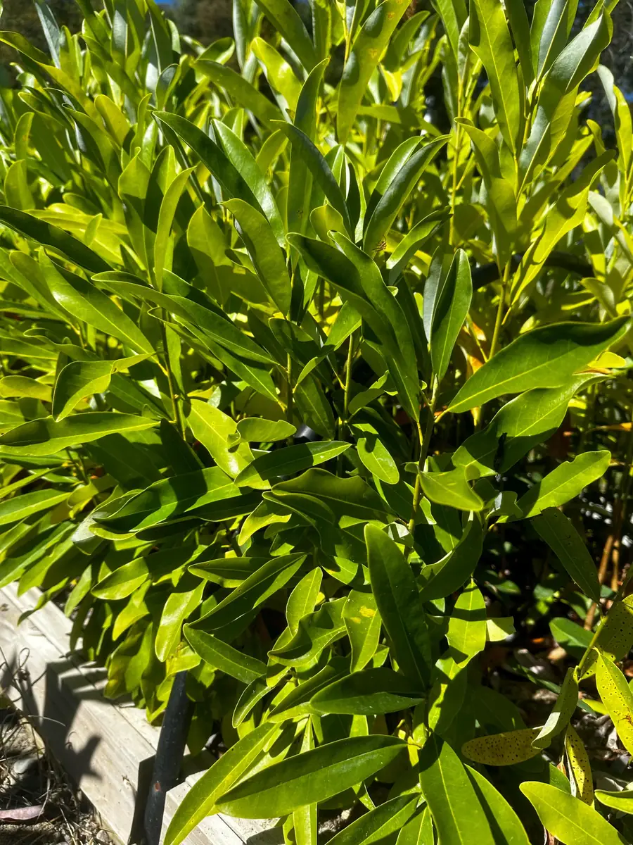 Sweetbay Magnolia Live Plant - Magnolia virginiana - 10-14" Height in 4" Pot - Outdoor Tree - Image 7