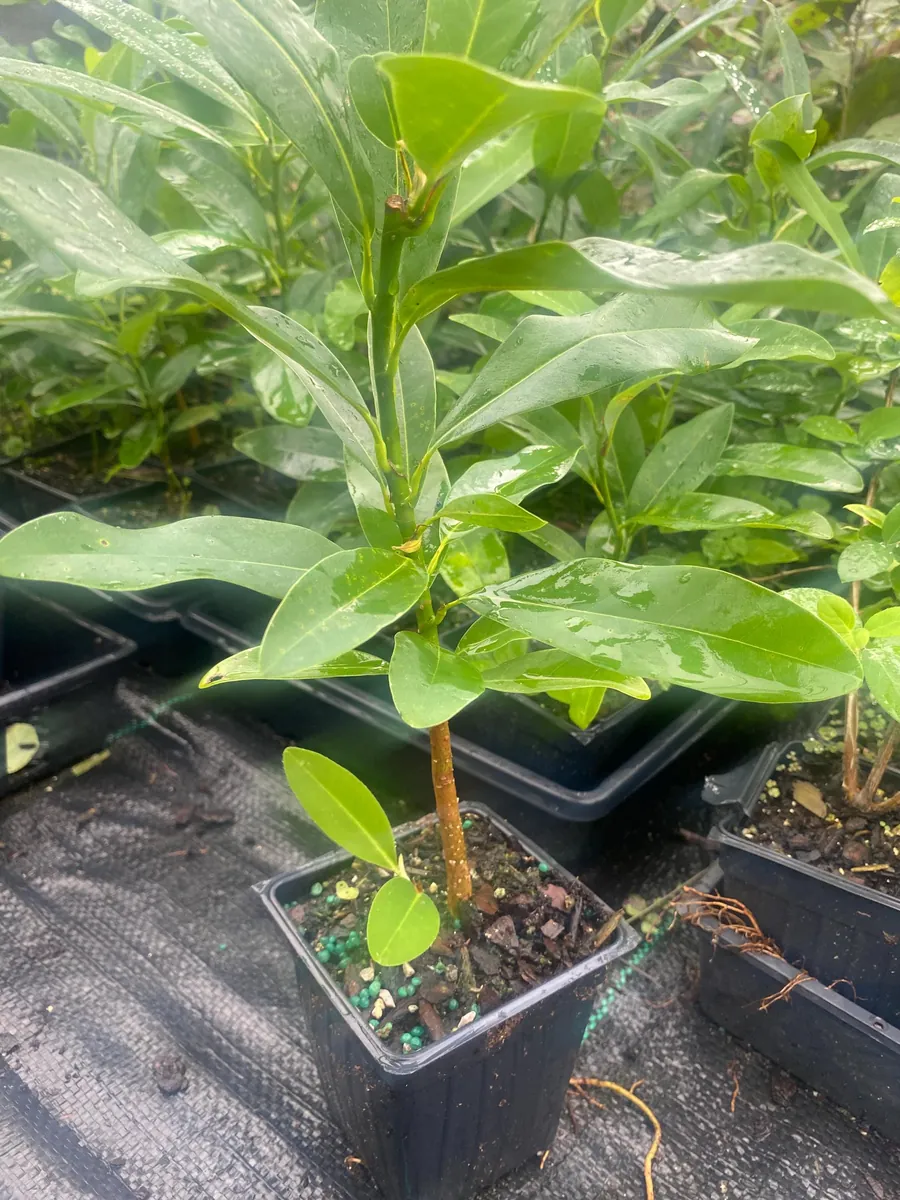 Sweetbay Magnolia Live Plant - Magnolia virginiana - 10-14" Height in 4" Pot - Outdoor Tree - Image 1