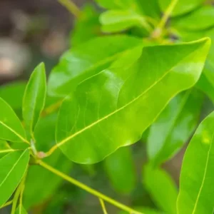 Sweetbay Magnolia Live Plant – Native Flowering Tree – 10-18 inches Tall – 4-inch Pot – Outdoor - Image 10