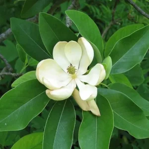 Sweetbay Magnolia Live Plant – Native Flowering Tree – 10-18 inches Tall – 4-inch Pot – Outdoor - Image 2