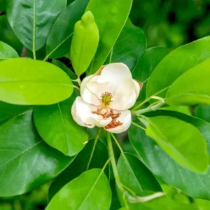 Sweetbay Magnolia Live Plant – Native Flowering Tree – 10-18 inches Tall – 4-inch Pot – Outdoor - Image 3